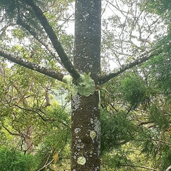 Platycerium superbum