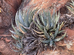 Agave utahensis