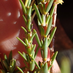 Struthiola eckloniana