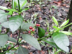 Psychotria carthagenensis