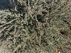 Halogeton sativus