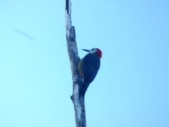 Melanerpes radiolatus