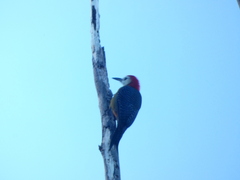 Melanerpes radiolatus