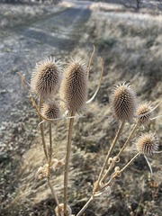 Dipsacus sativus