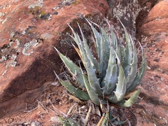 Agave utahensis