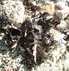 Xanthoparmelia hottentotta