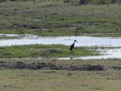 Anastomus lamelligerus