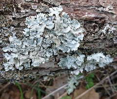 Parmelina