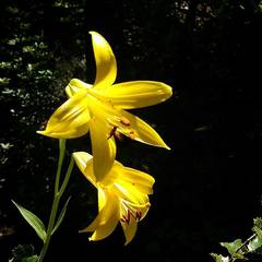 Lilium parryi