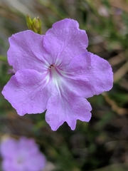 Bouchea linifolia
