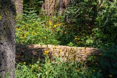 Rudbeckia californica