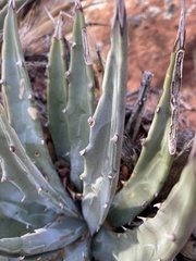 Agave utahensis