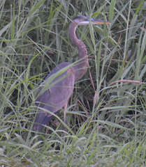 Ardea herodias
