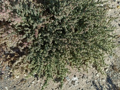 Halogeton sativus