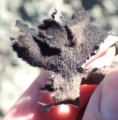 Xanthoparmelia hottentotta