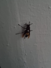 Polistes sagittarius