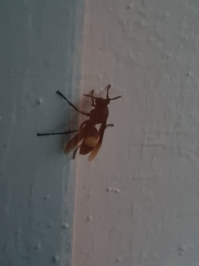 Polistes sagittarius