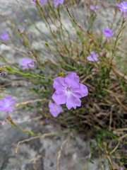 Bouchea linifolia