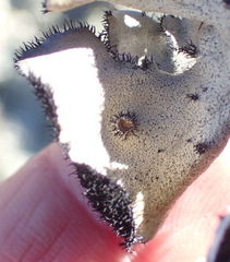 Xanthoparmelia hottentotta