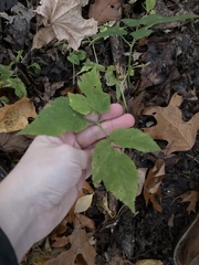 Aegopodium podagraria
