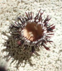 Xanthoparmelia hottentotta