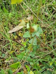 Platylobium obtusangulum