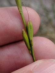 Bouchea linifolia
