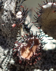 Xanthoparmelia hottentotta