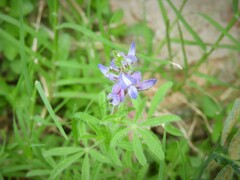 Lupinus bracteolaris