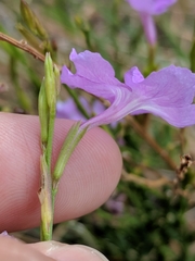 Bouchea linifolia