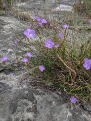 Bouchea linifolia
