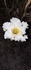Mandevilla petraea