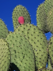Opuntia hyptiacantha