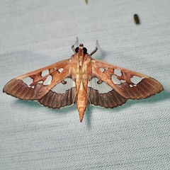 Phostria oajacalis