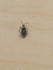 Scolopocerus