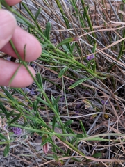 Bouchea linifolia