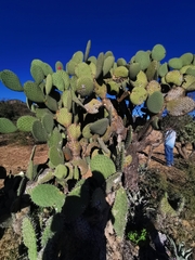 Opuntia hyptiacantha