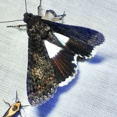 Melipotis punctifinis