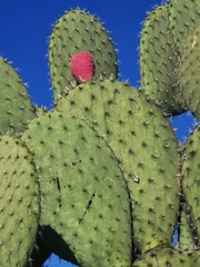 Opuntia hyptiacantha