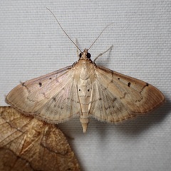 Herpetogramma bipunctalis