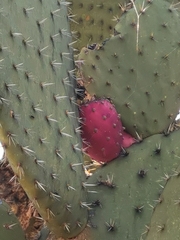 Opuntia hyptiacantha