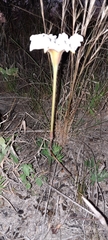 Mandevilla petraea