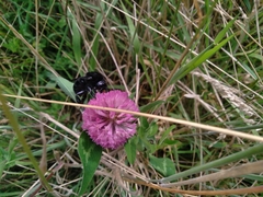 Bombus pauloensis