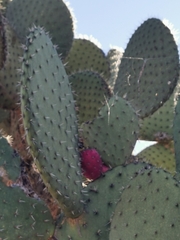 Opuntia hyptiacantha