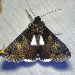 Melipotis punctifinis