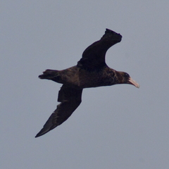 Macronectes giganteus