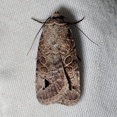 Anorthodes triquetra