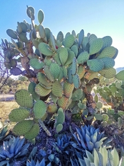 Opuntia hyptiacantha