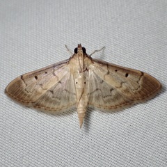 Herpetogramma bipunctalis