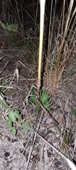 Mandevilla petraea